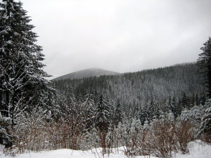 Pine-blanketed Hillside None