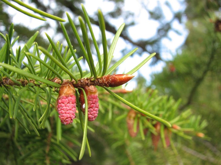 Pine Cones None