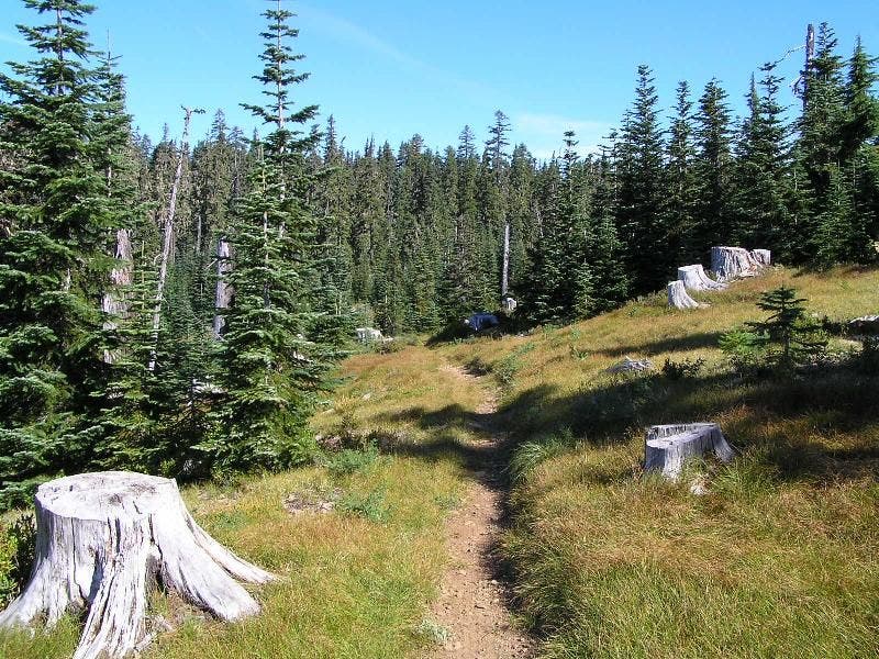 Pine lined trail None
