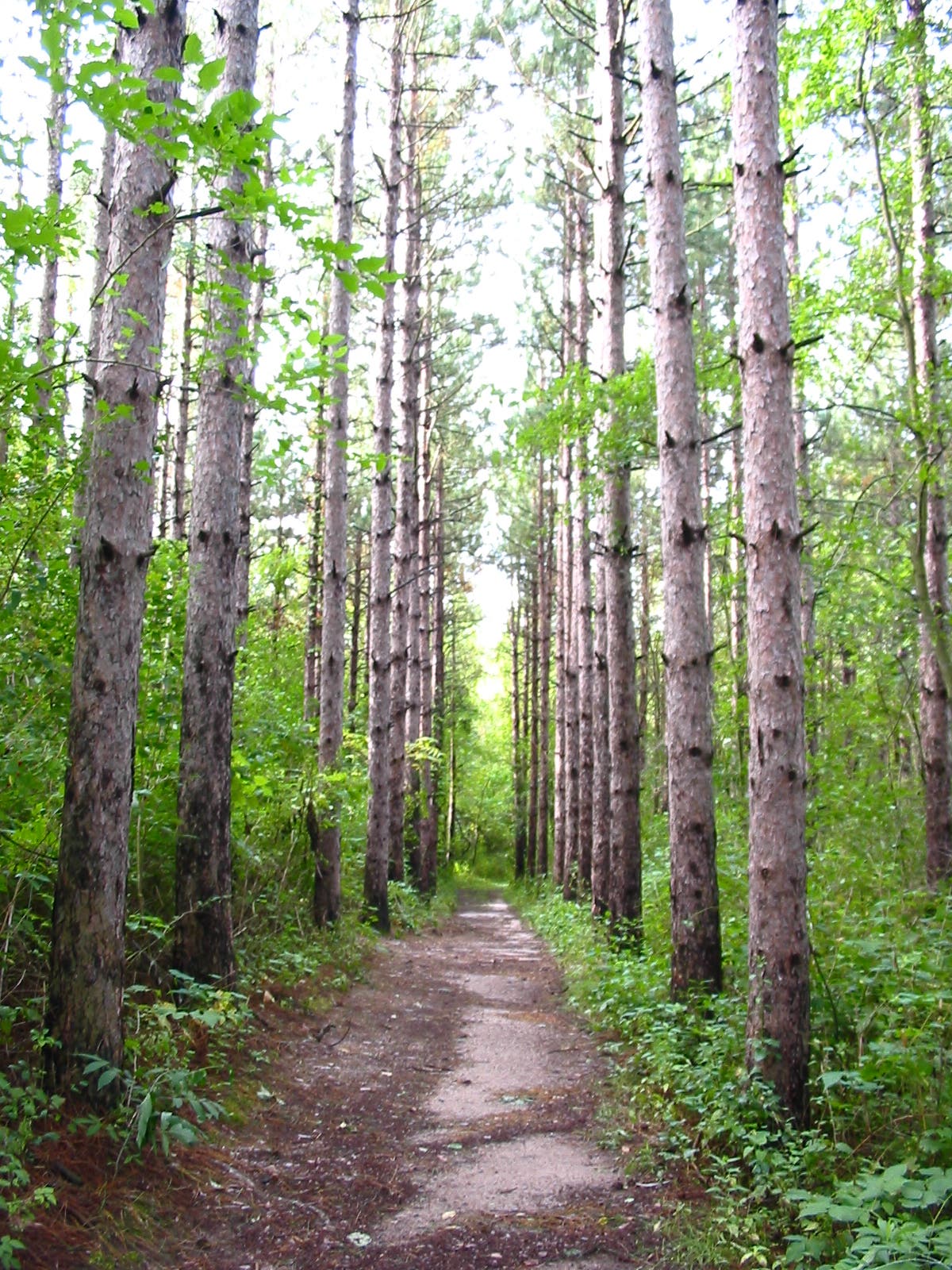 Pine Plantation None