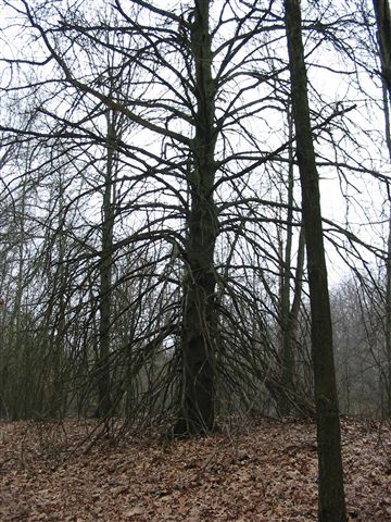 Pine None