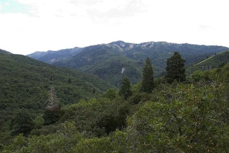 Pines and Peaks None