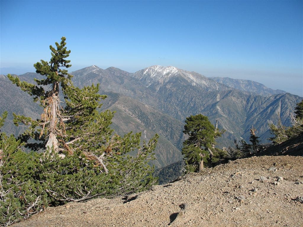 Pines and Peaks None