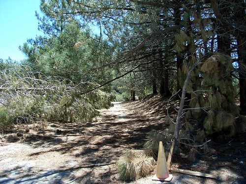 Pines None
