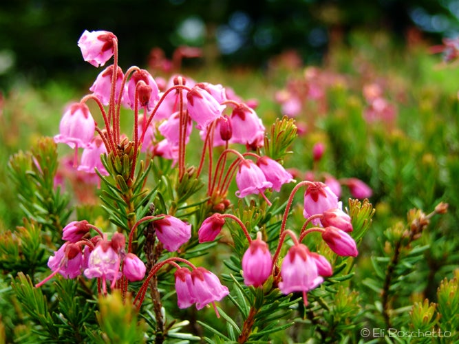 Pink Heather None