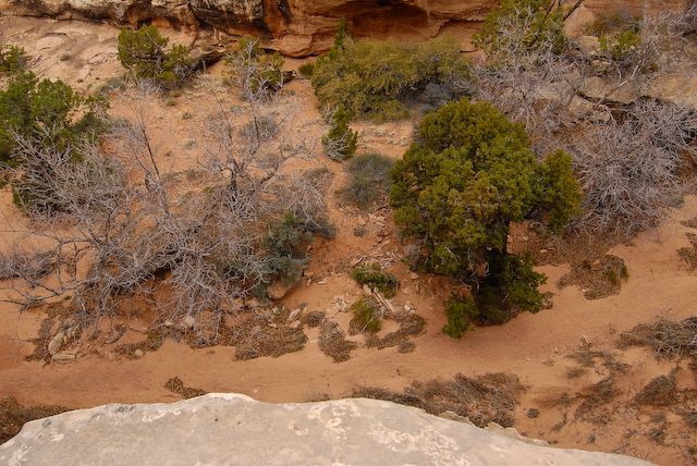 Pinon Scrub None