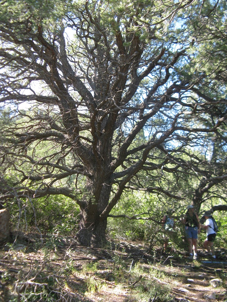 Pinon Tree None