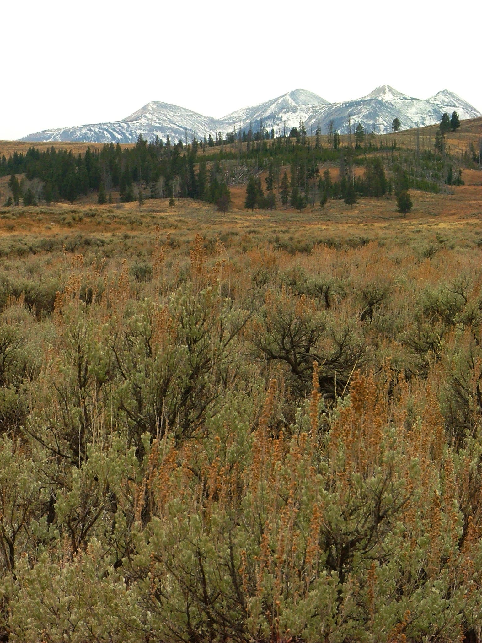 Plains Before Peaks None