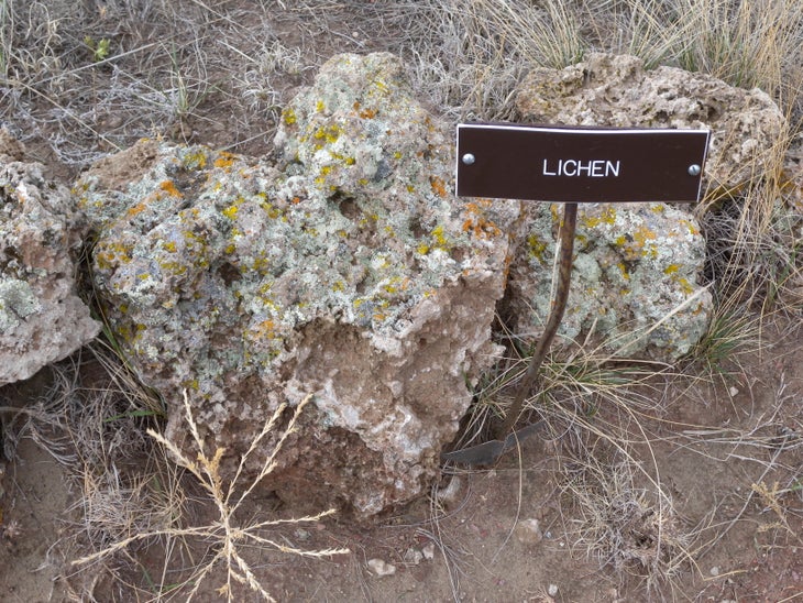 Plants None