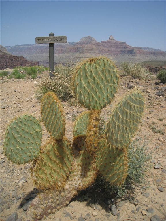 Plateau Point Sign None