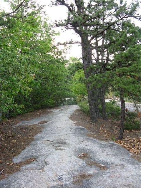Pockets of Pitch Pine None