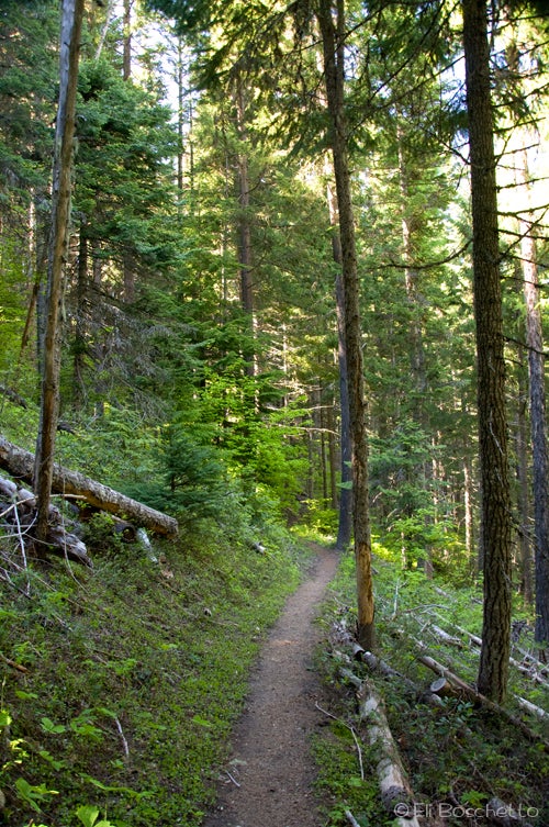 Polallie Trail None