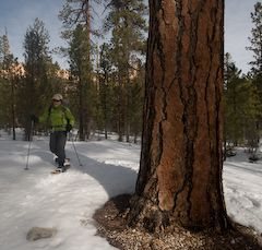 Ponderosa forests in Yellow Creek None