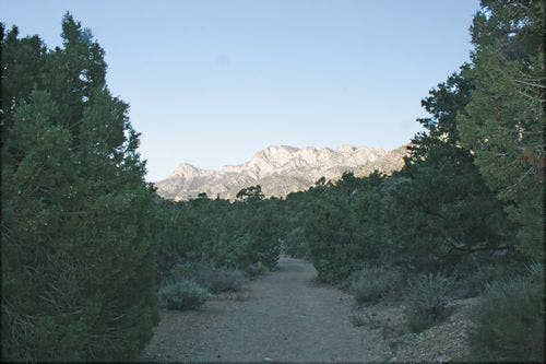 Ponderosa Pine and Juniper Trees None