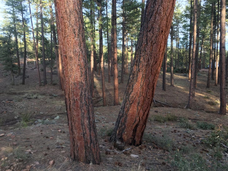 ponderosa pine None