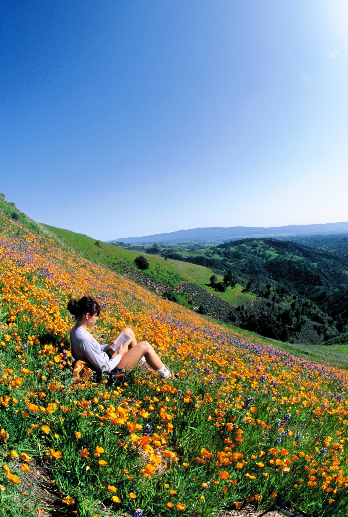 Poppies and Lupine None