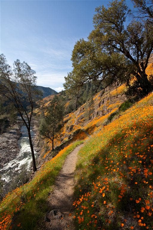 Poppies and Shade None