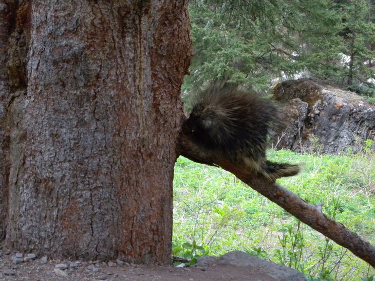 Porcupine None