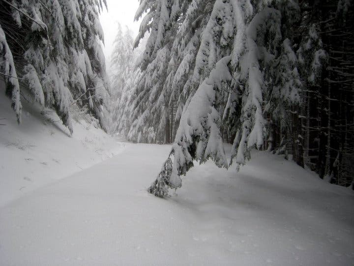 Powder-Heavy Branches None