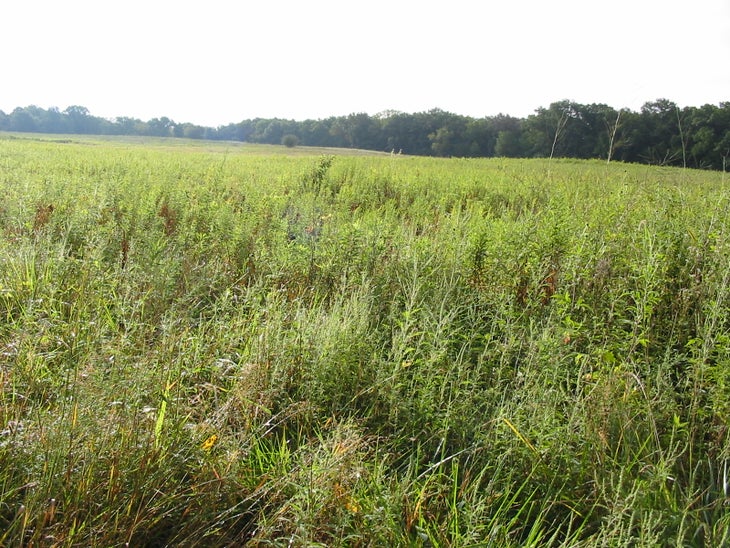 Prairie None
