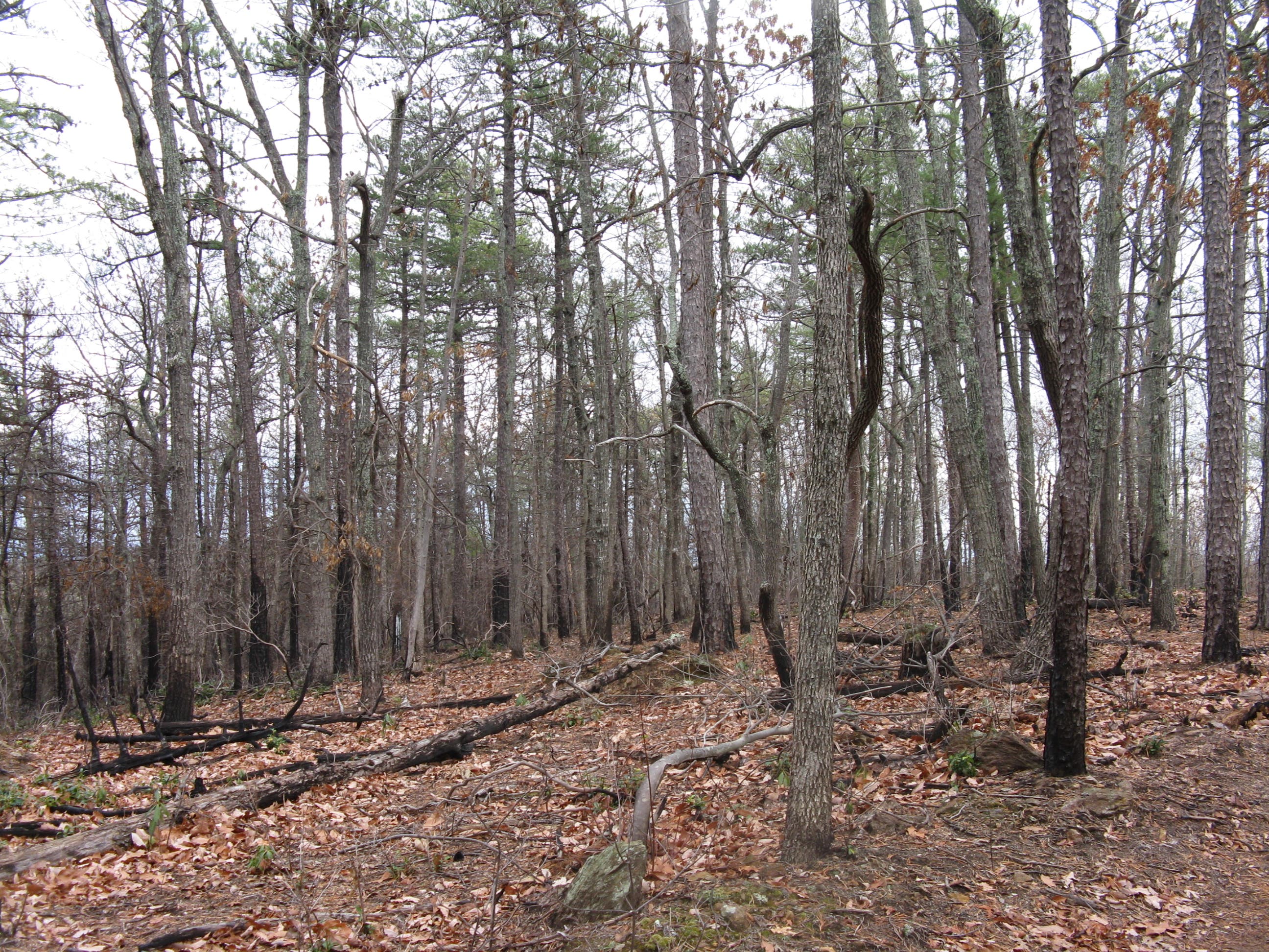 Prescribed Burn Unit None