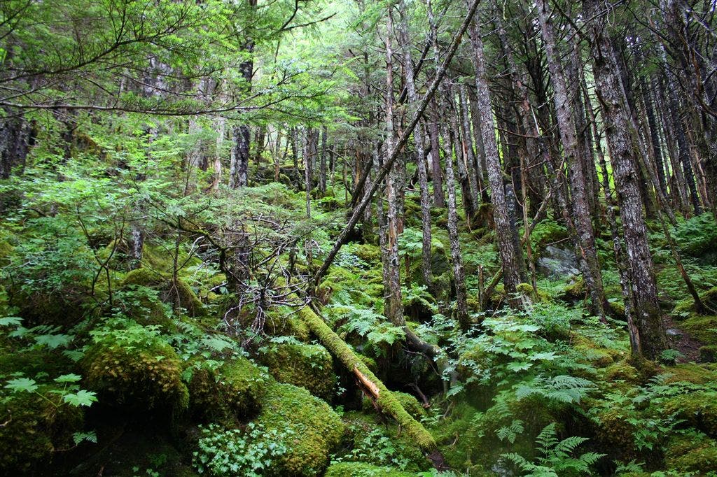 Primordial Trees None