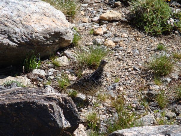 Ptarmigan None