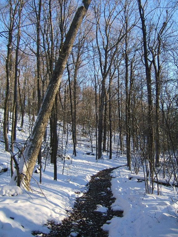 Quiet, Snowy Path None