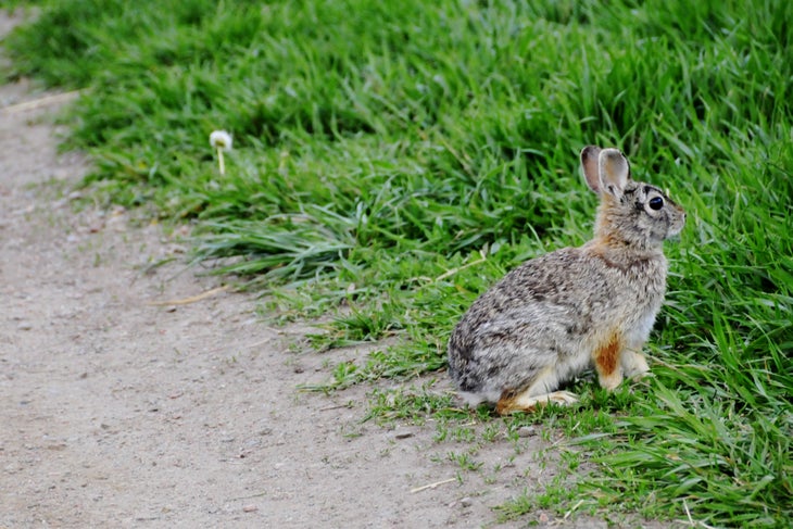 Rabbit None