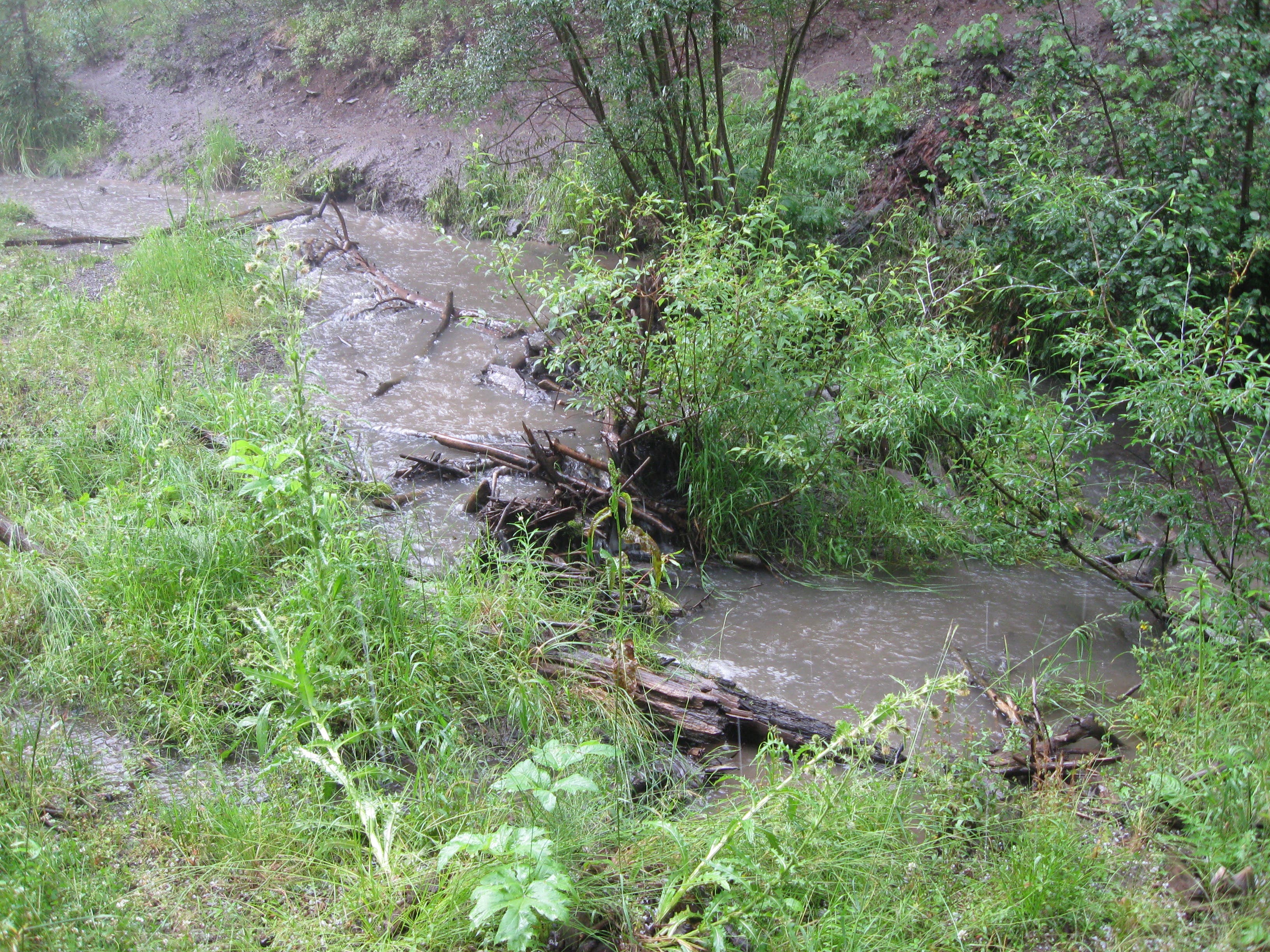 Rain-swollen creek. None