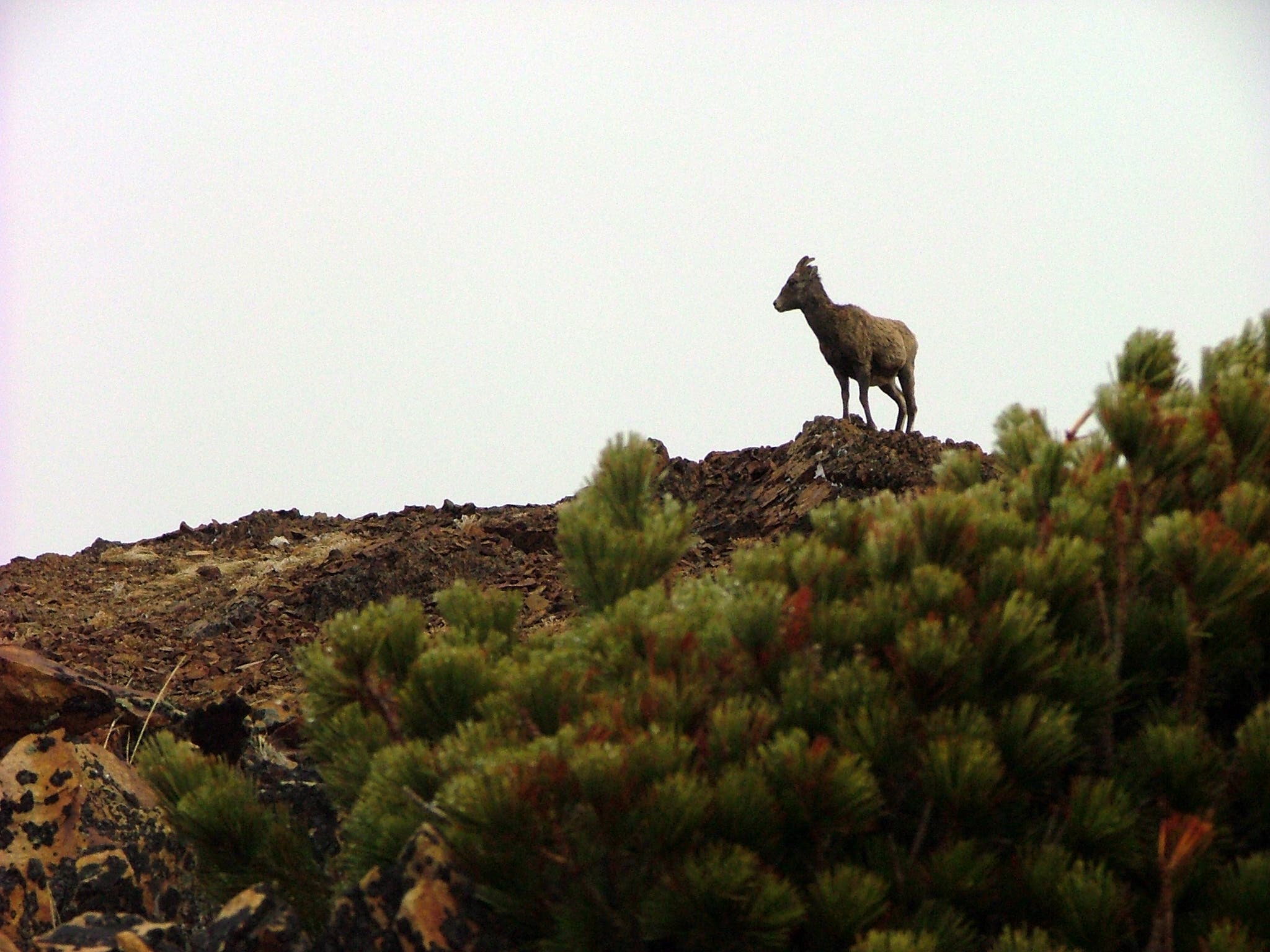 Ram on the Rocks None