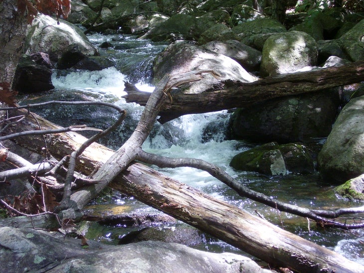 Rapids None