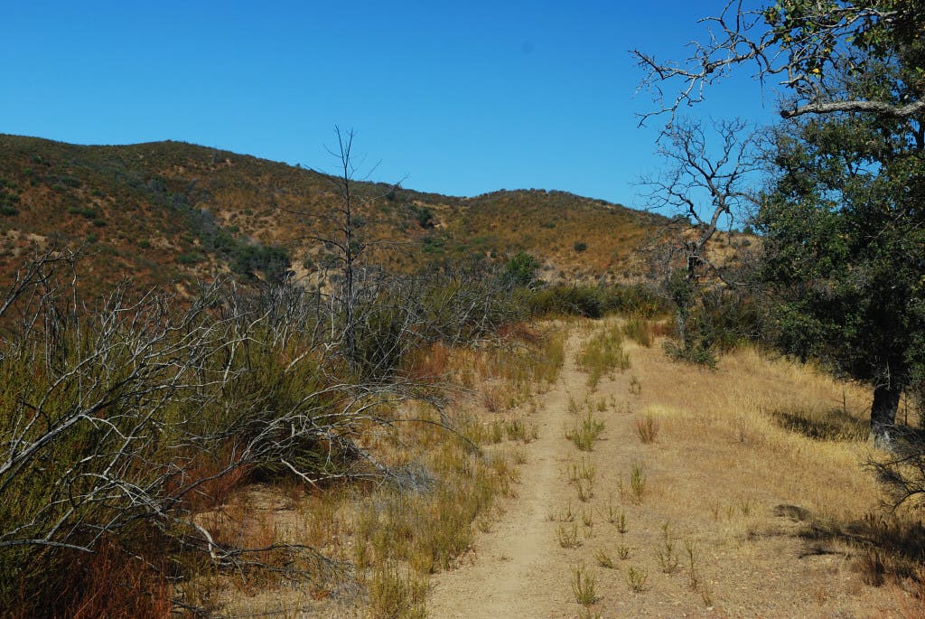 Rat Spring Trail None