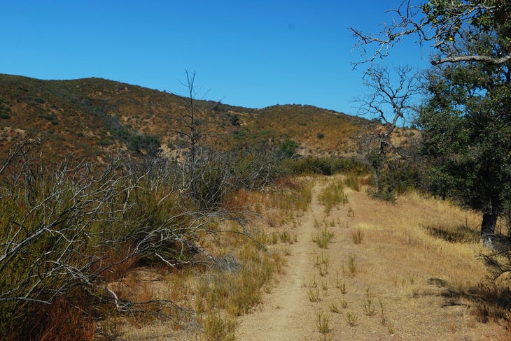 Rat Spring Trail None
