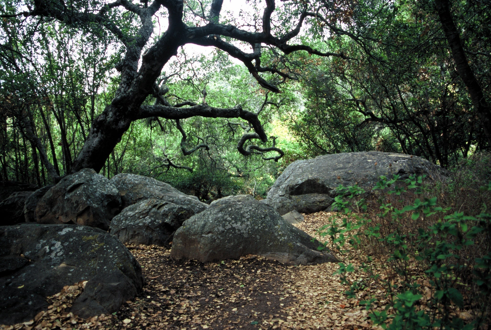 Santa Barbara CA Rattlesnake Canyon