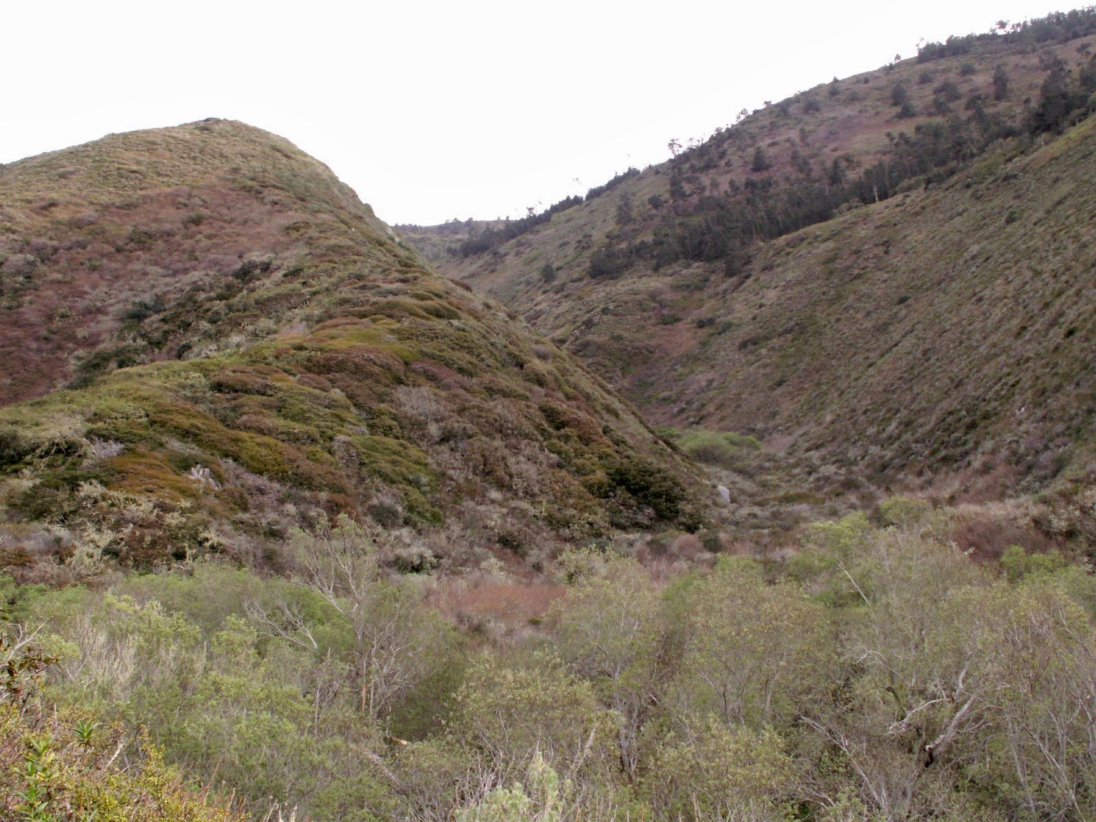 Rattlesnake Flats Trail None