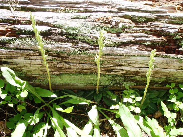 Rattlesnake Orchid None