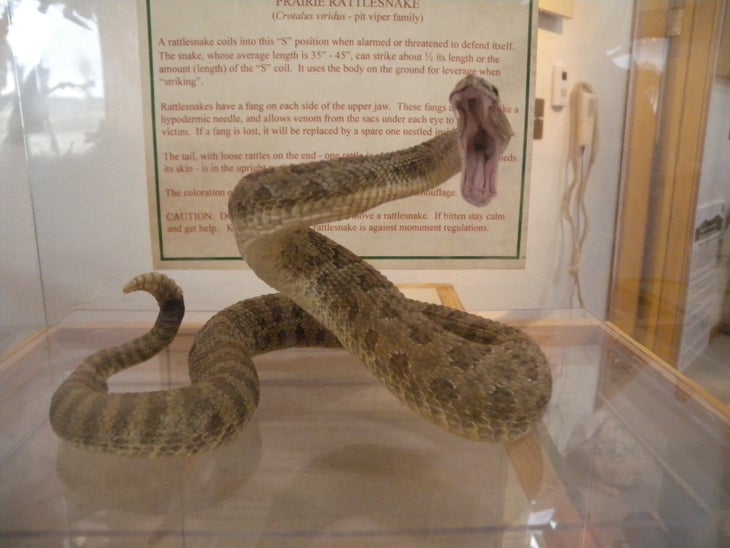 Rattlesnake None