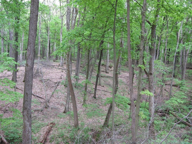 Ravines None