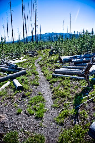 Recovering Forest None