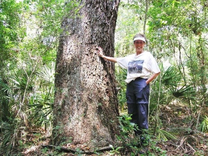 Red Bay tree None