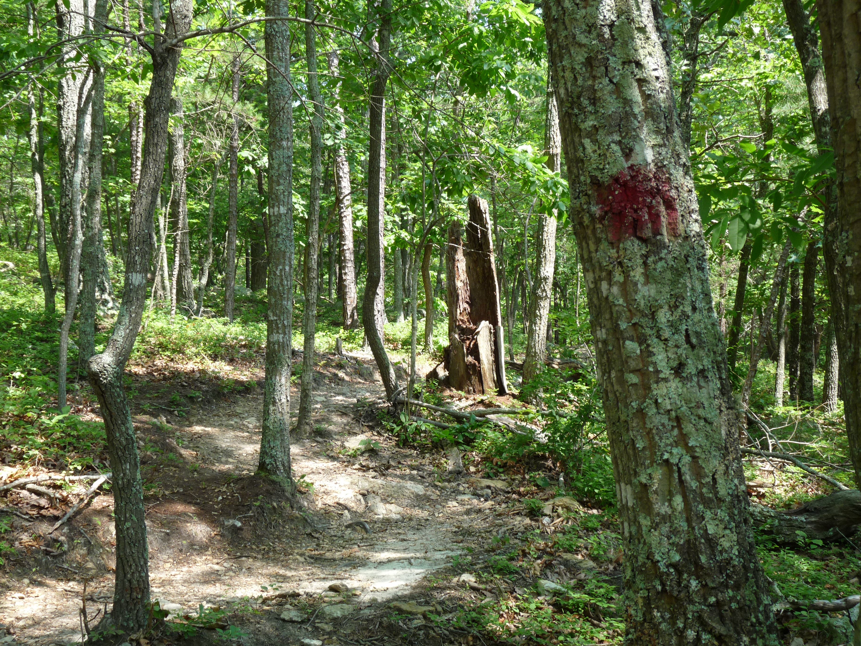 Red paint marks the trail None