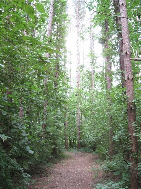 Red Pine None