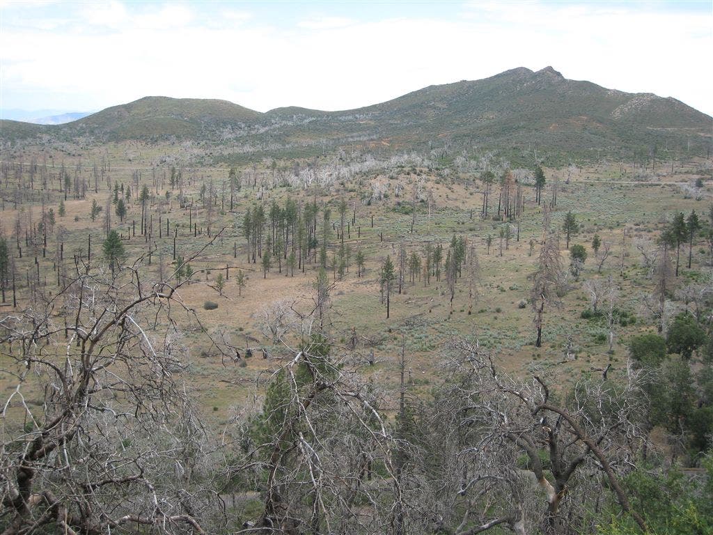 Remains after the forest fire None