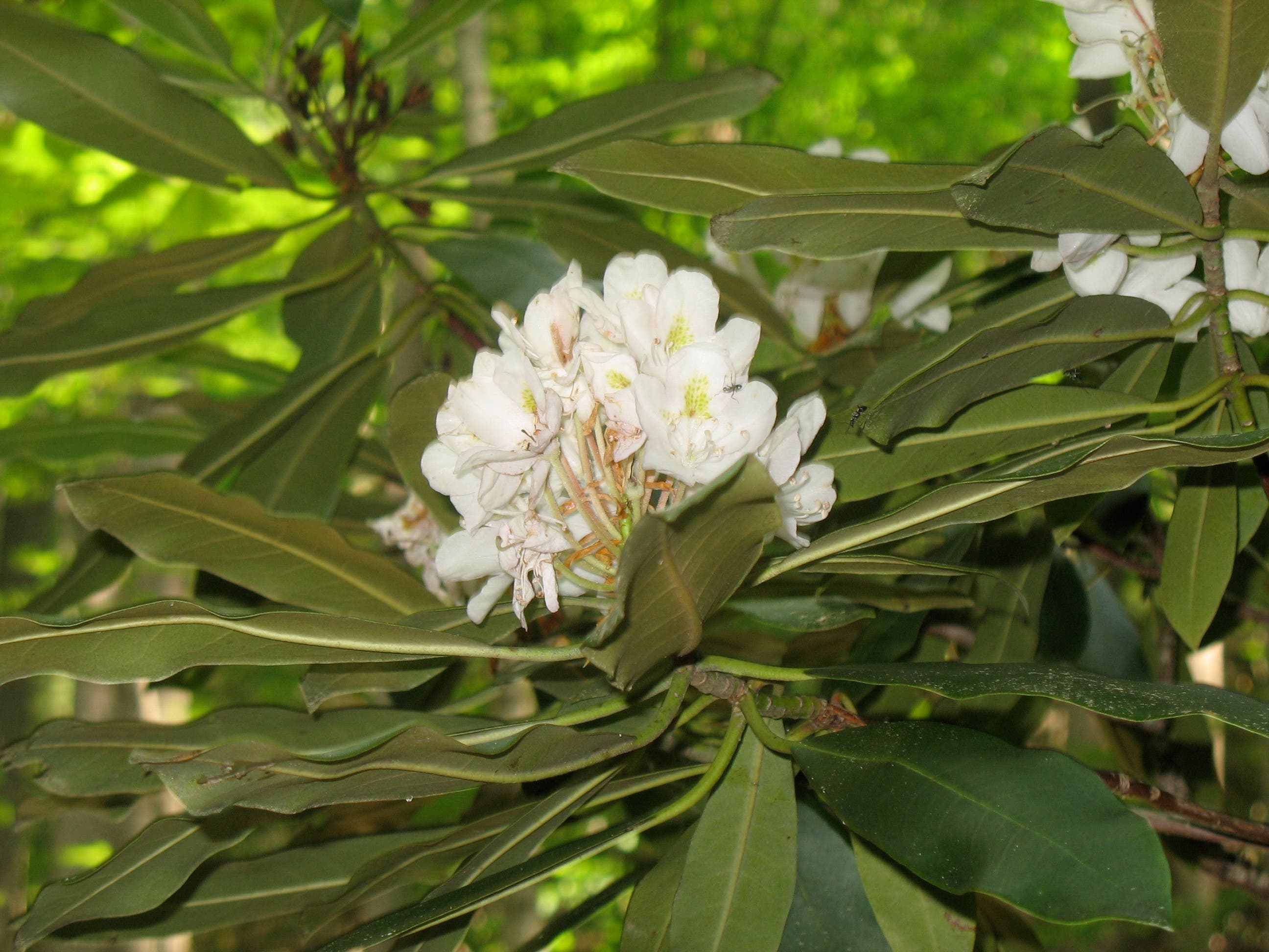 Rhododendron Bloom None