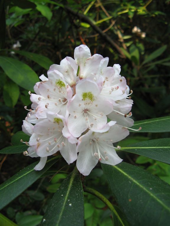 Rhododendron None