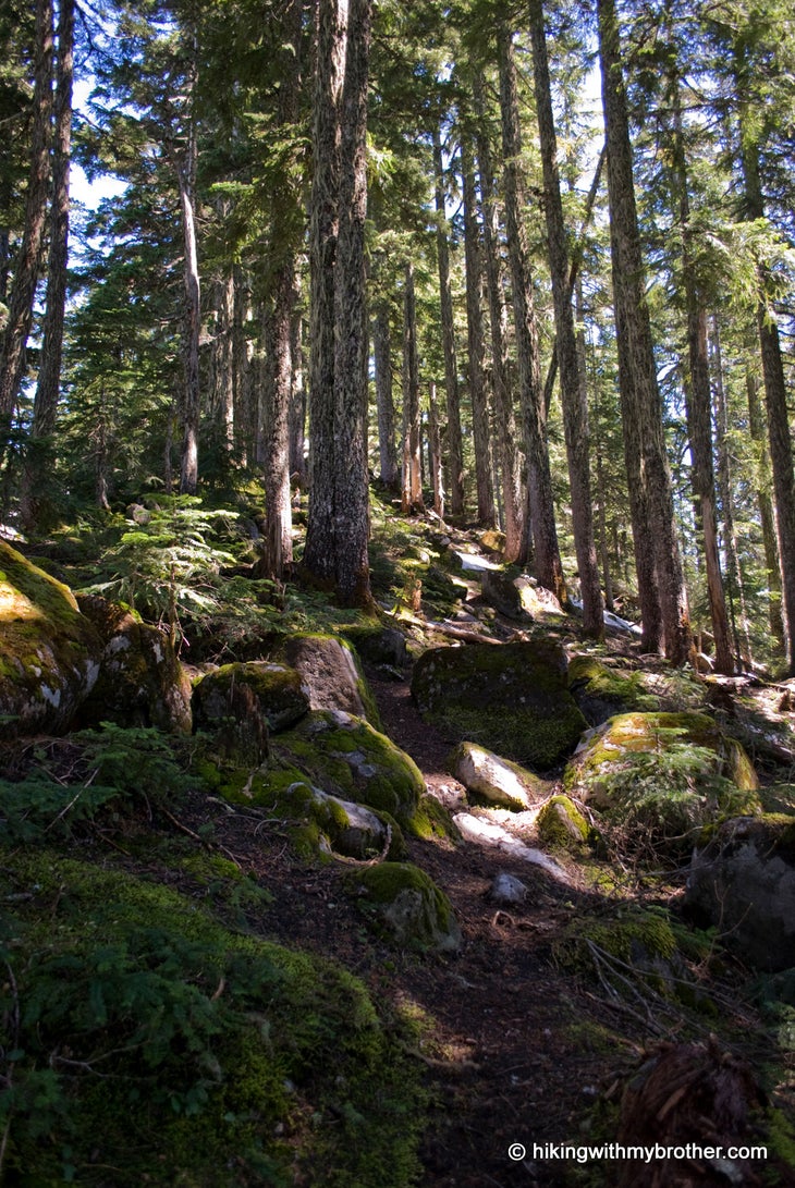 Ridge Trail None