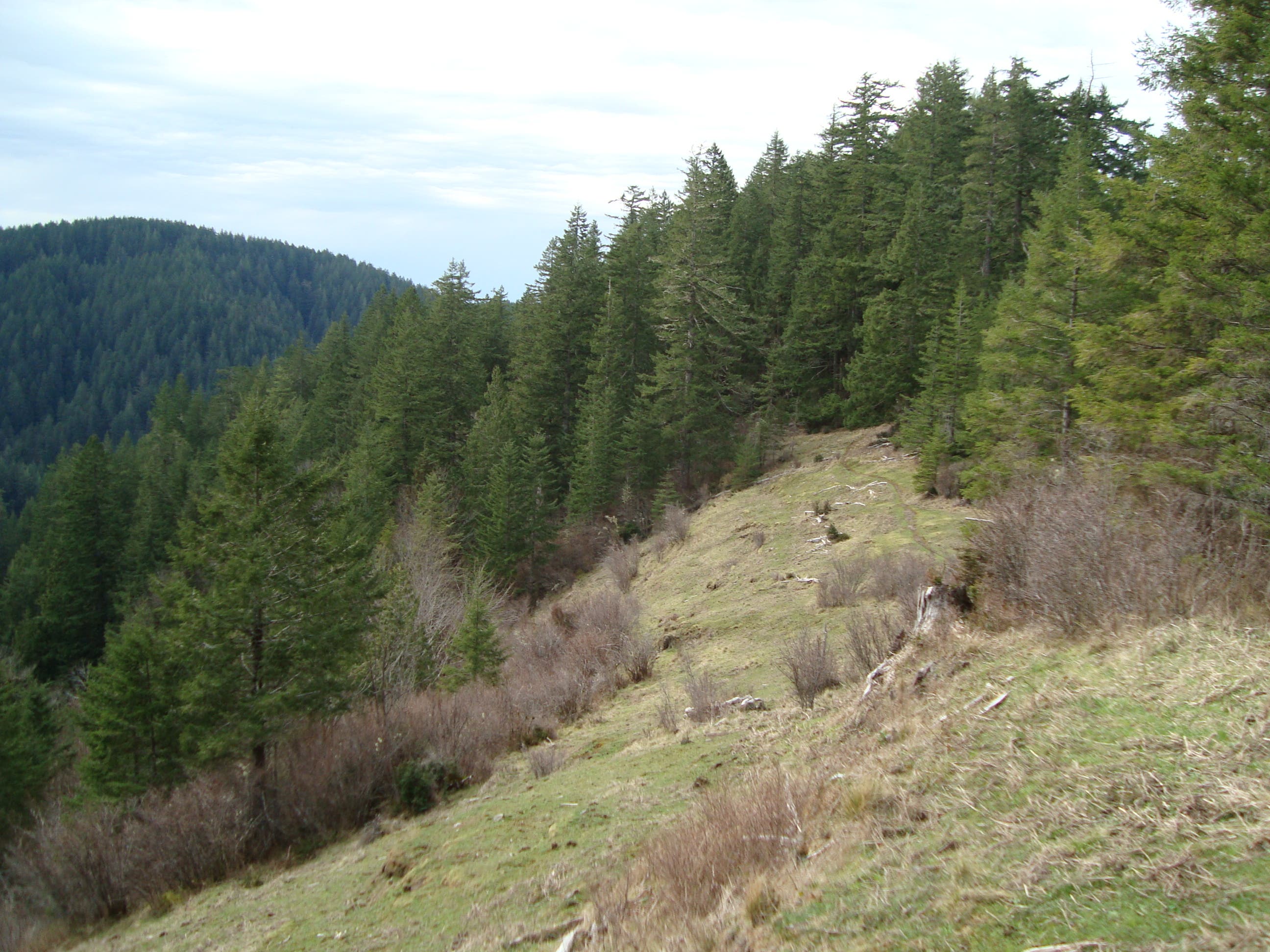 Ridgetop Meadow None
