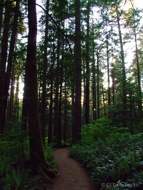 Rim Trail None