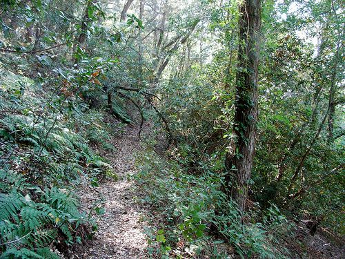 Rim Trail None
